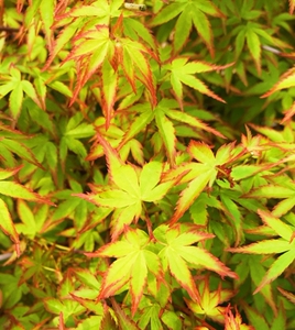 【 紫清姬 】 紫青姬枫树-斑纹枫树-日本红枫-四季好养-室