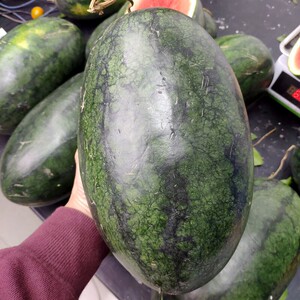 9元包邮】广西特产黑美人西瓜皮薄超甜多汁现摘现发坏果包