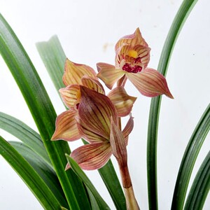 四川兰花苗春剑