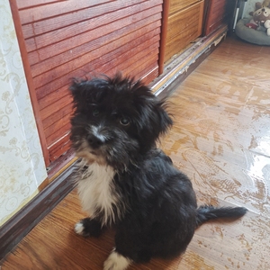 葡萄牙水犬专用营养狗粮40斤大包装牛肉味通用型成犬粮幼犬粮便宜