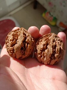 文玩秦岭纯野生灯笼秋子核桃转售