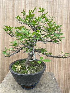 000人付款淘宝【日本野茉莉】秤锤树 极品白花盆栽花卉 花香四溢 庭院