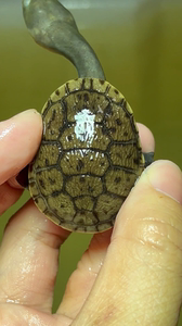 长颈蛇颈非纹面侧颈扁头捕鱼稀有,开纹大苗6盾活泼好动吃龟粮红