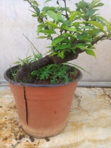 棠梨 老桩一个 非常苍老 包邮 专注云南亮叶品种盆景素材