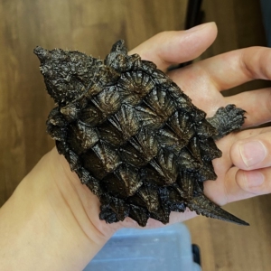 大鳄龟钓鱼龟大鳄非佛鳄北美中美拟鳄龟变异大鳄