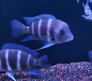 观赏鱼#三湖慈鲷#曼波六间#萨伊蓝六间