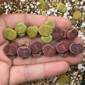 紫巴里 生石花 pp 紫巴厘 三年株 品相自观,今年可能会开