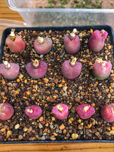 肉锥#红宝石毛汉尼1804红宝石红毛汉尼1804,2018