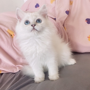 成都领养长毛银点妹妹三个月,喜欢吃肉喜欢玩逗猫棒,像个疯子一