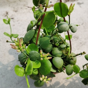 玉荷包吊兰垂吊爬藤植物花卉盆栽