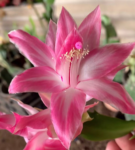 进口蟹爪兰蓝色边缘