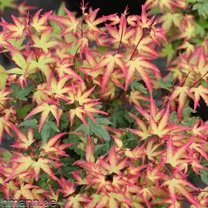 紫青姬 紫清姬 盆栽矮小品种 日本枫 嫁接苗 口径11深度1