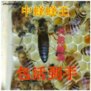 中蜂蜂王种王优质高产蜜蜂活体产卵王双色杂交交尾阿坝黑色处女王