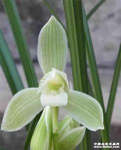 400人付款淘宝兰花(莲瓣兰雪人) 兰花(雪人)  ,转手原因 :滞销自种成