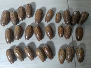 伶鼬榧螺标本 贝壳标本 螺标本