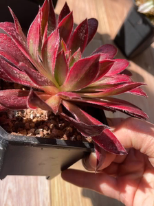 多肉  法师锦  惊鸿法师 单头冠幅15cm.颗粒控养好度夏