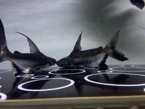 000人付款淘宝球鲨,成吉思汗鲨,球鲨350自提,正常