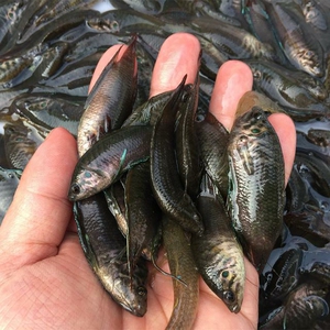 圆尾斗鱼 国产斗鱼野生原生鱼冷水观赏鱼练手鱼不用打氧的鱼皮实