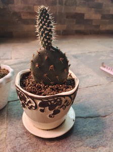 野生修罗团扇仙人掌,河北大街维多利亚附近自取