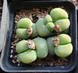 生石花 绿福来群生母本,5头,7厘米盆,55元包邮,可带盆