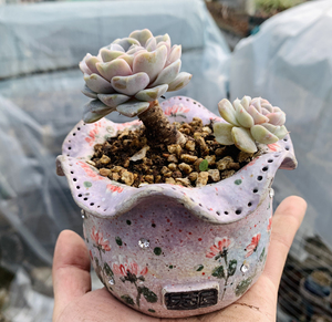 000人付款淘宝泰尼汉堡多肉 两盘100颗 单双群 50孔穴盘太懒!