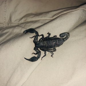 云南扁石蝎 瓦雄真蝎