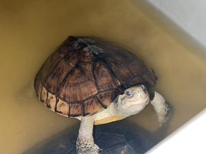 变异魔眼南石金钱龟黄喉拟水龟(母,背甲约15cm)