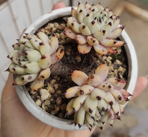 云南纯露养精品多肉植物周正三头老桩群《原始绿爪》