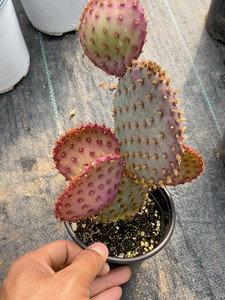 仙人掌团扇圣丽塔多肉植物绿植盆栽出侧芽5厘米15元,10厘米