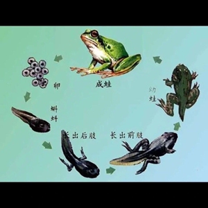自家养殖牛蛙鲜活活体发货网红牛蛙田鸡鲜活现捞现发蛙农自营25
