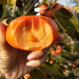 太秋甜柿子树苗，特大品种，果实非常甜脆好吃。耐寒品种，南北方