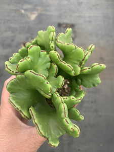 仙人球仙人掌澎湖树缀化盆栽花卉多肉植物精品