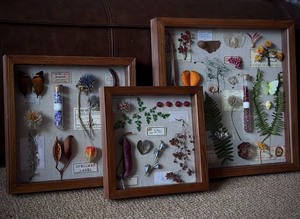 原创设计植物种子标本画 防尘相框猪笼草蝴蝶标本相框 小众手工