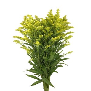 昆明黄英幸福草玫瑰康乃馨配草配花配叶同城配送每周一花鲜花花束