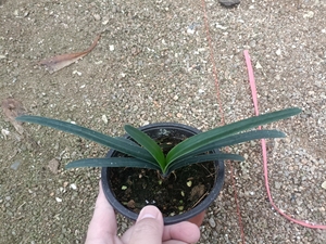 没钱买肥料了,出让南非纯种毛兰君子兰,纯毛君子兰.先到先得.