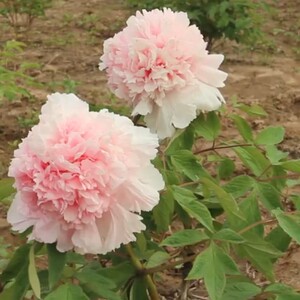 赵粉魏紫姚黄豆绿牡丹花苗大苗四大名品花卉朵朵盆栽牡丹