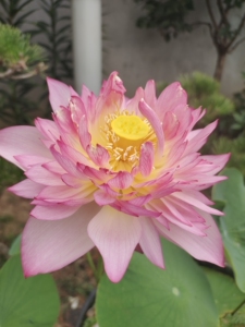 花卉碗莲大唐芙蓉种藕预订,明春翻盆,清明节前后最佳时期