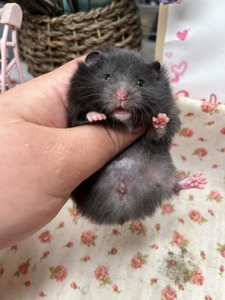 仓鼠活物已打疫苗活体虎纹奶牛眼圈米熊黑熊家养金丝熊活体52人付款