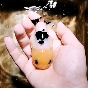 奶牛兰寿金鱼黑白