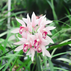 浓香兰花苗 妃子笑有香味的建兰夏带花苞出售室内花卉绿植盆栽