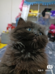 出售60天纯黑高地蓝猫,性格乖巧活泼不怕人.猫爸是长猫蓝猫