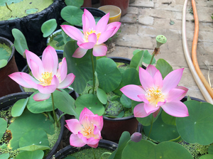 小微型碗莲:金粉世家