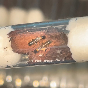 黄胸散白蚁蚂蚁宠物白蚁2022新王后(白蚁帝国)