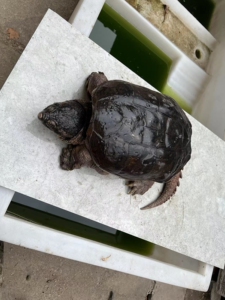 原种北美拟鳄龟