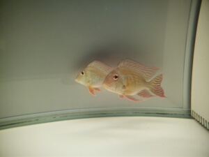 15 元宝凤凰(带证书)龙鱼的好配鱼 性格温顺 杂食性