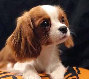 查理猎犬