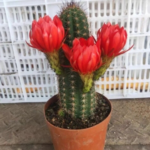 大花红星毛花柱仙人球仙人柱开红花室内外阳台庭院盆栽植物绿植好