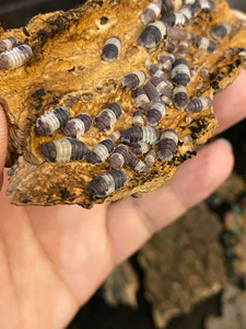 宠物鼠妇 panda king 熊猫王批发  ,入门的c属鼠