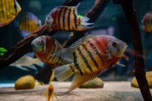 出精品南美进口野生帝王虎斑菠萝鱼(卡瑞尔),热带鱼, 发色完