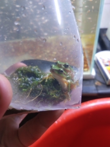 雨蛙姥爷华西树蛙宠物雨林缸造景生态缸 3只100包邮尽我无能